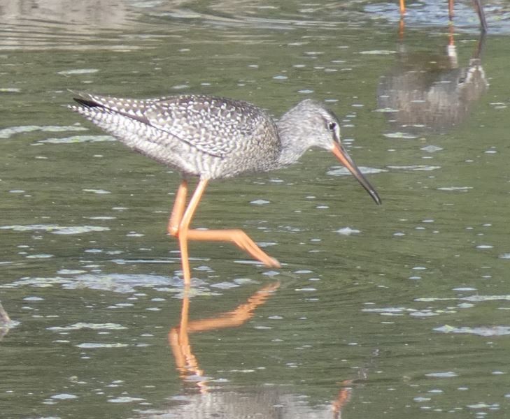 Spotted Redshank - Tomáš Kedzior