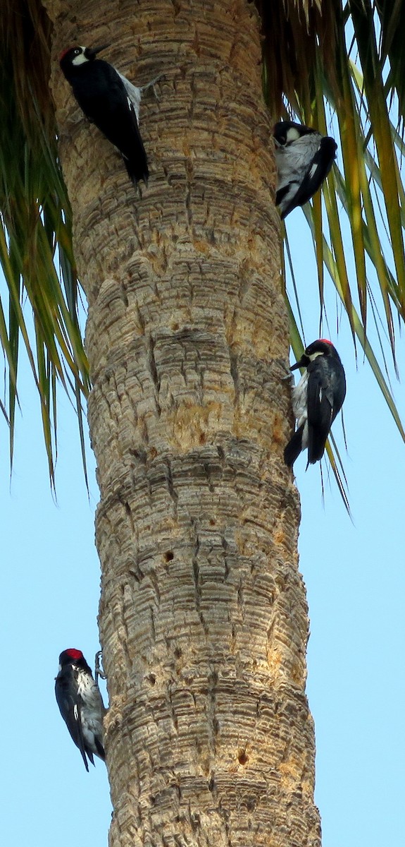 Acorn Woodpecker - ML364062391