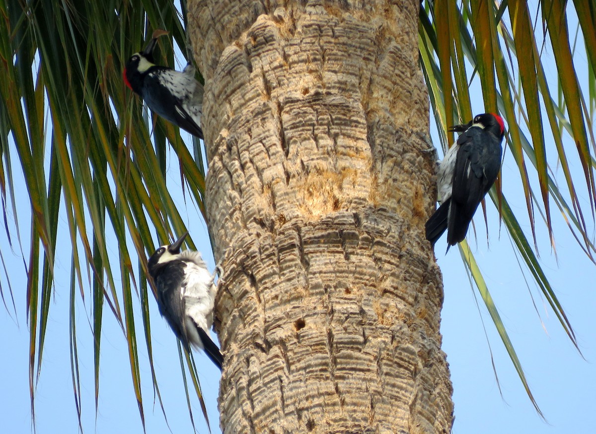 Acorn Woodpecker - ML364062421