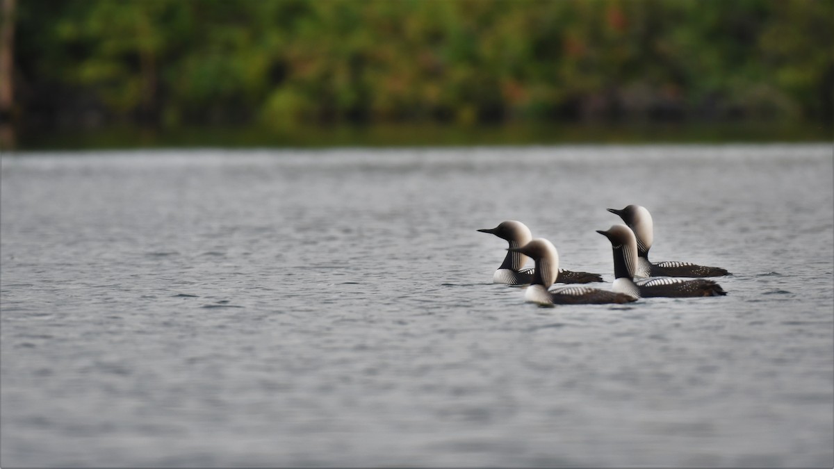 Pacific Loon - Timothy Piranian