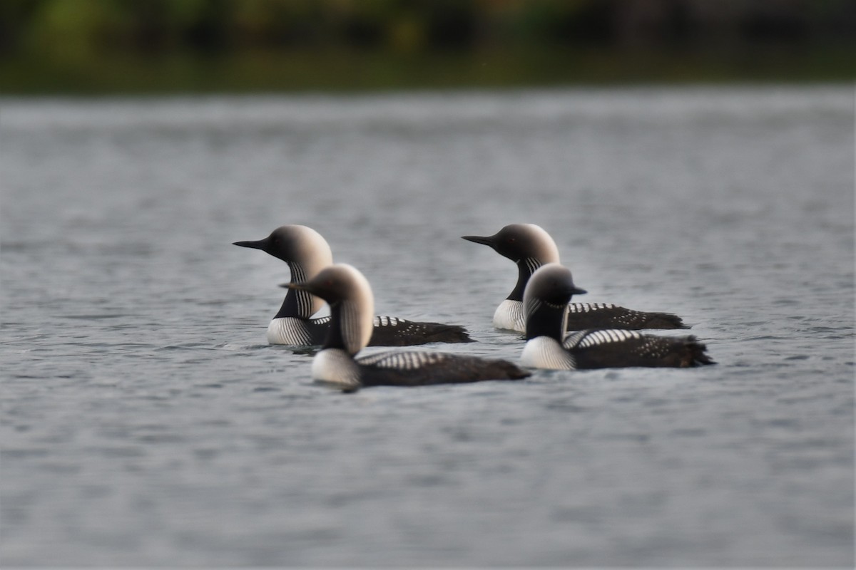 Pacific Loon - ML364063741