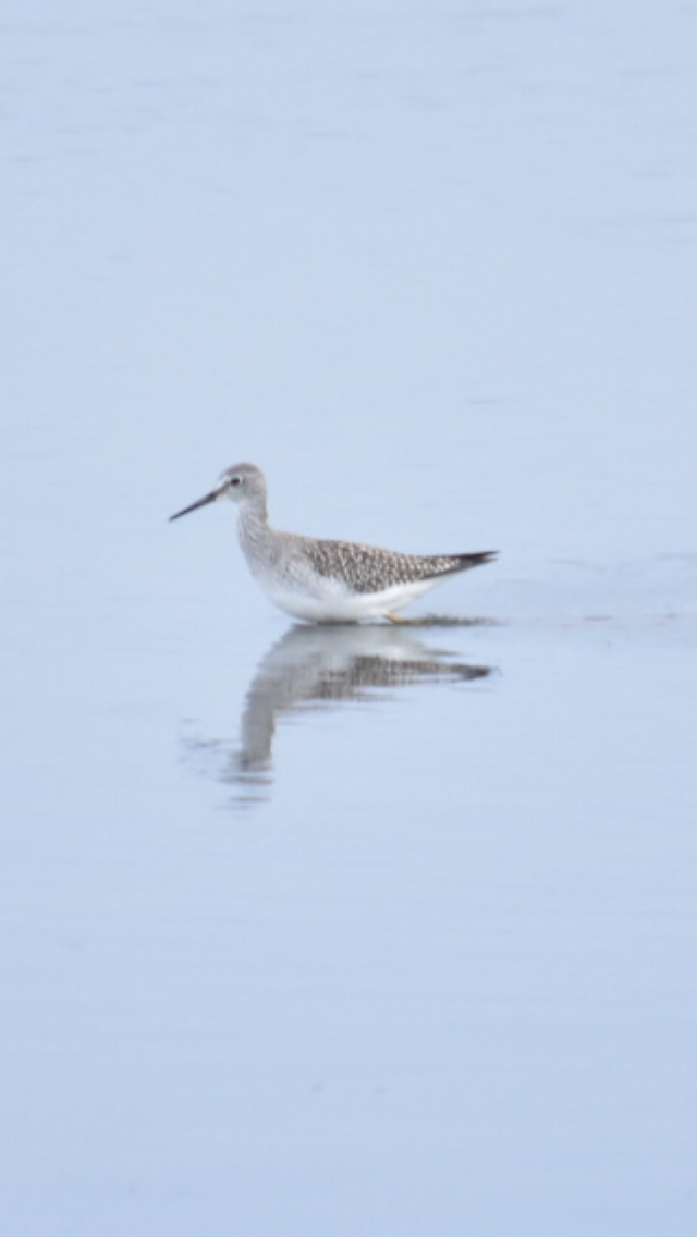 Lesser Yellowlegs - ML364064101