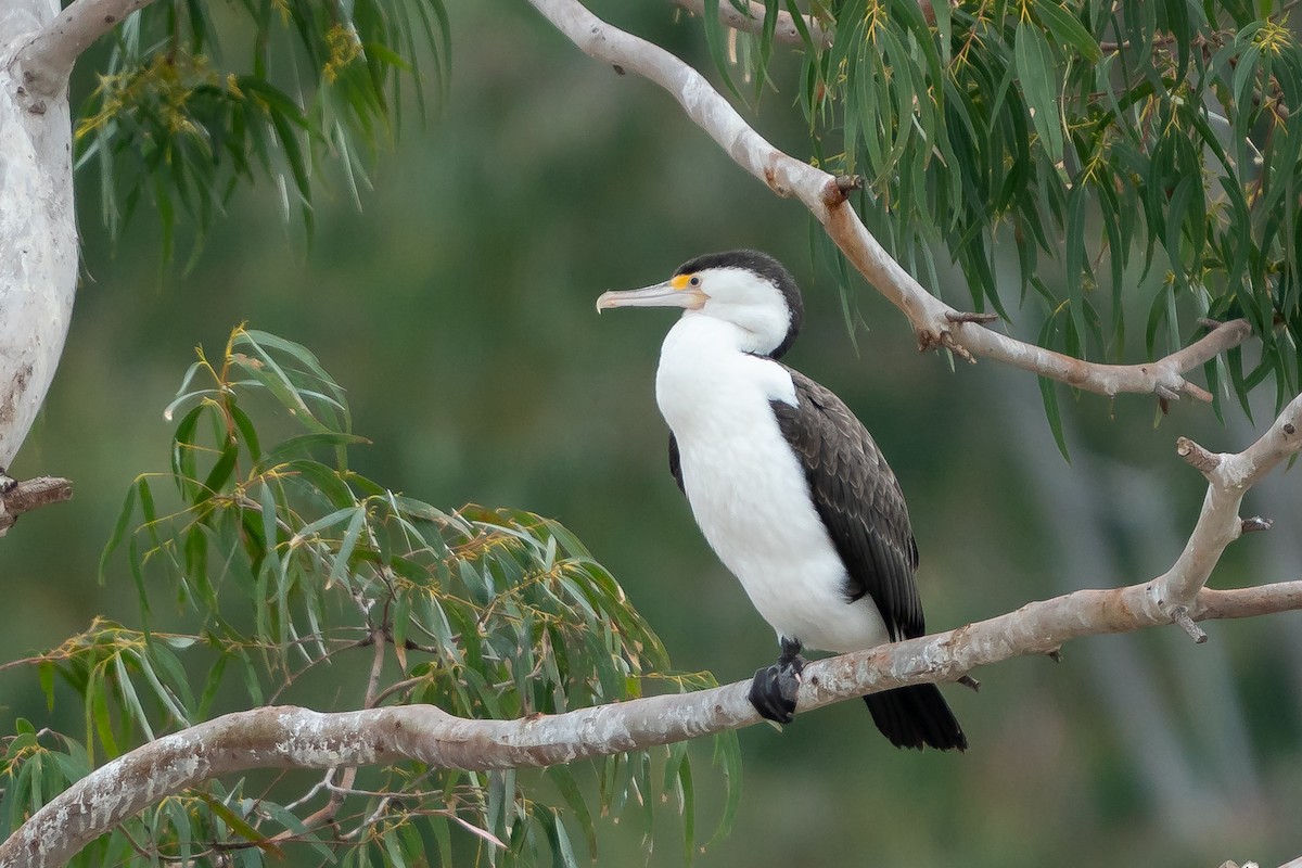 Pied Cormorant - ML364064571