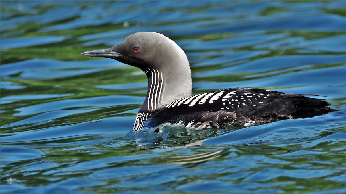 Pacific Loon - ML364065061