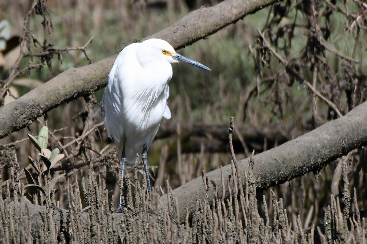 Little Egret - ML364066201