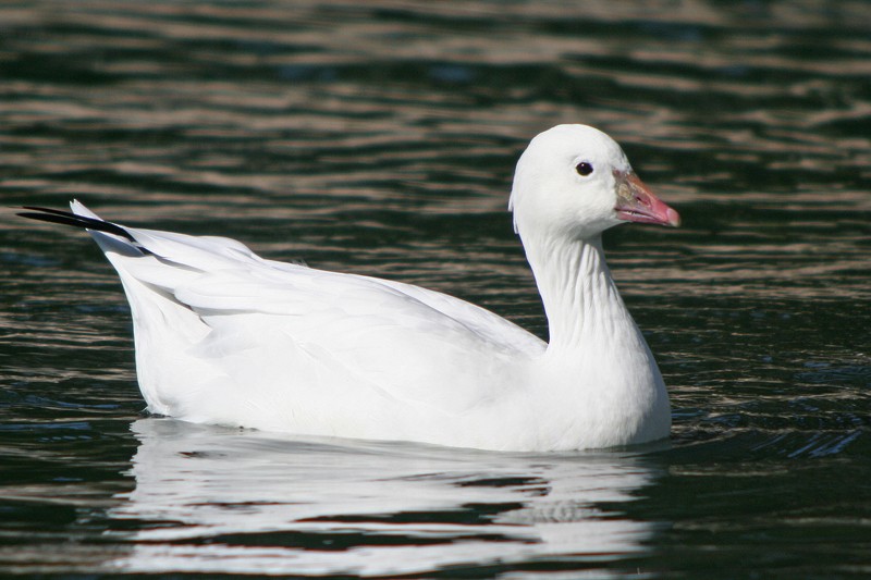 Ross's Goose - ML36406661