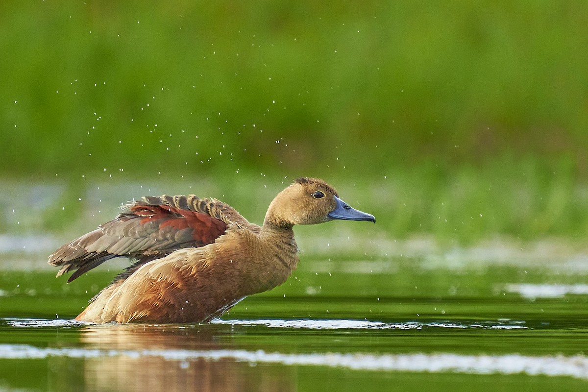 Lesser Whistling-Duck - ML364067091