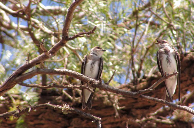 Brown-chested Martin - ML364067391