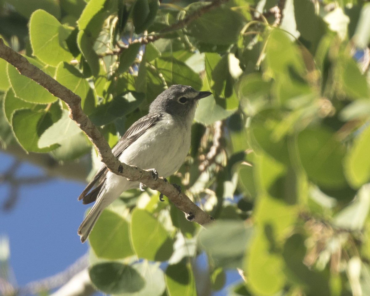 Plumbeous Vireo - ML364068891