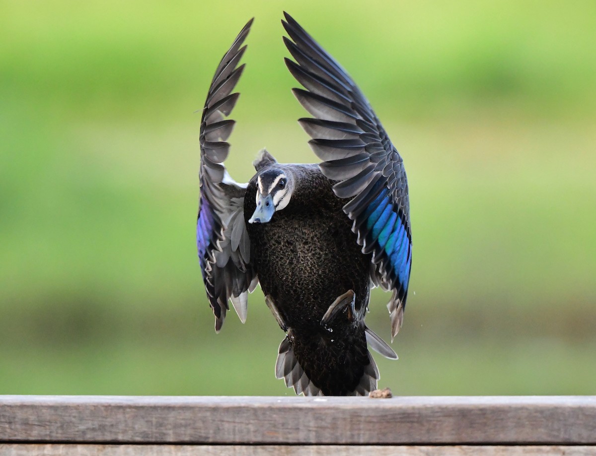 Pacific Black Duck - Andy Gee