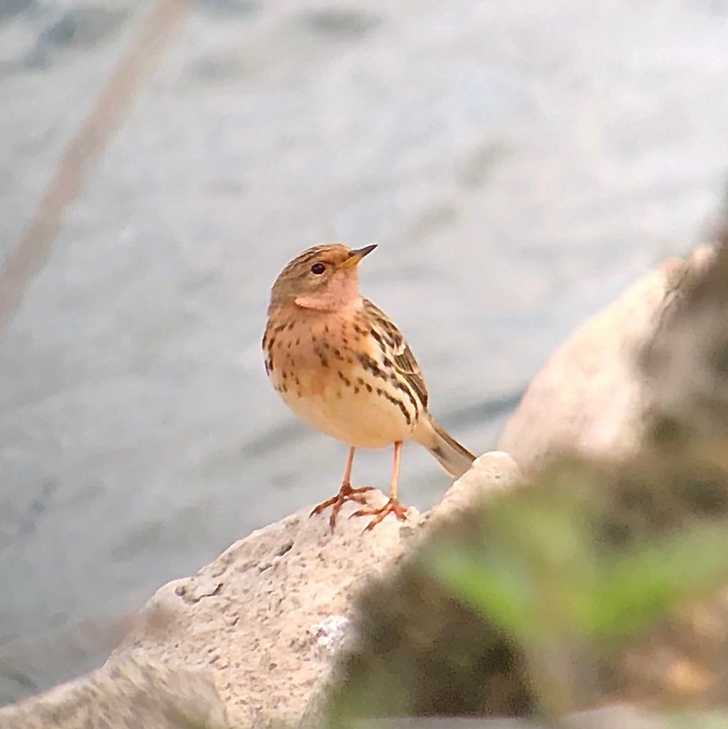 Red-throated Pipit - ML364069801