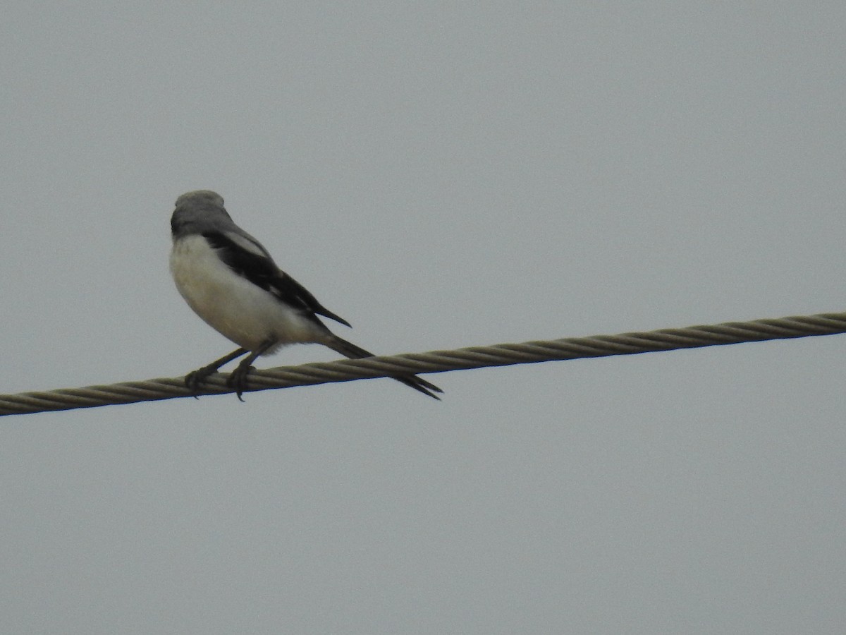 Great Gray Shrike - ML364071131