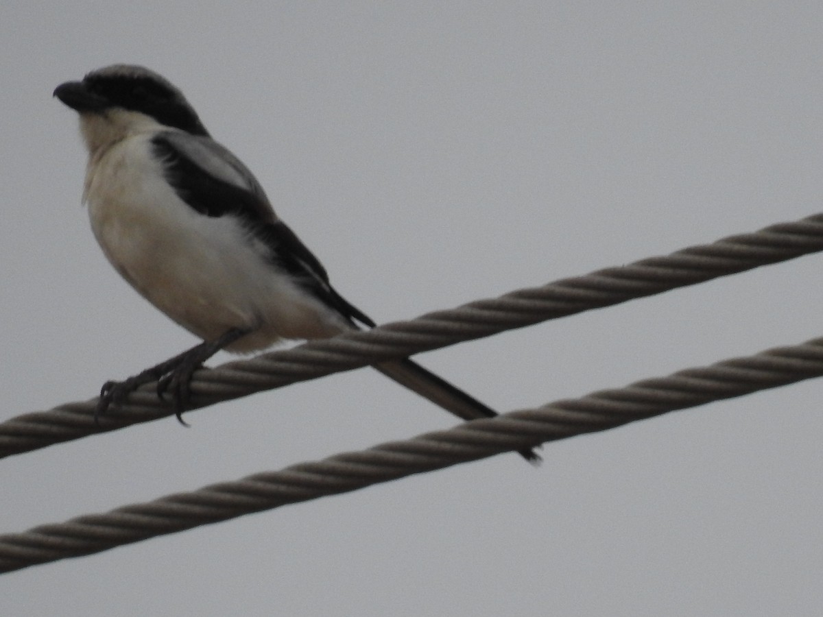 Great Gray Shrike - ML364071141