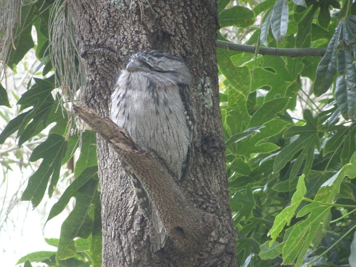 Tawny Frogmouth - ML364071331