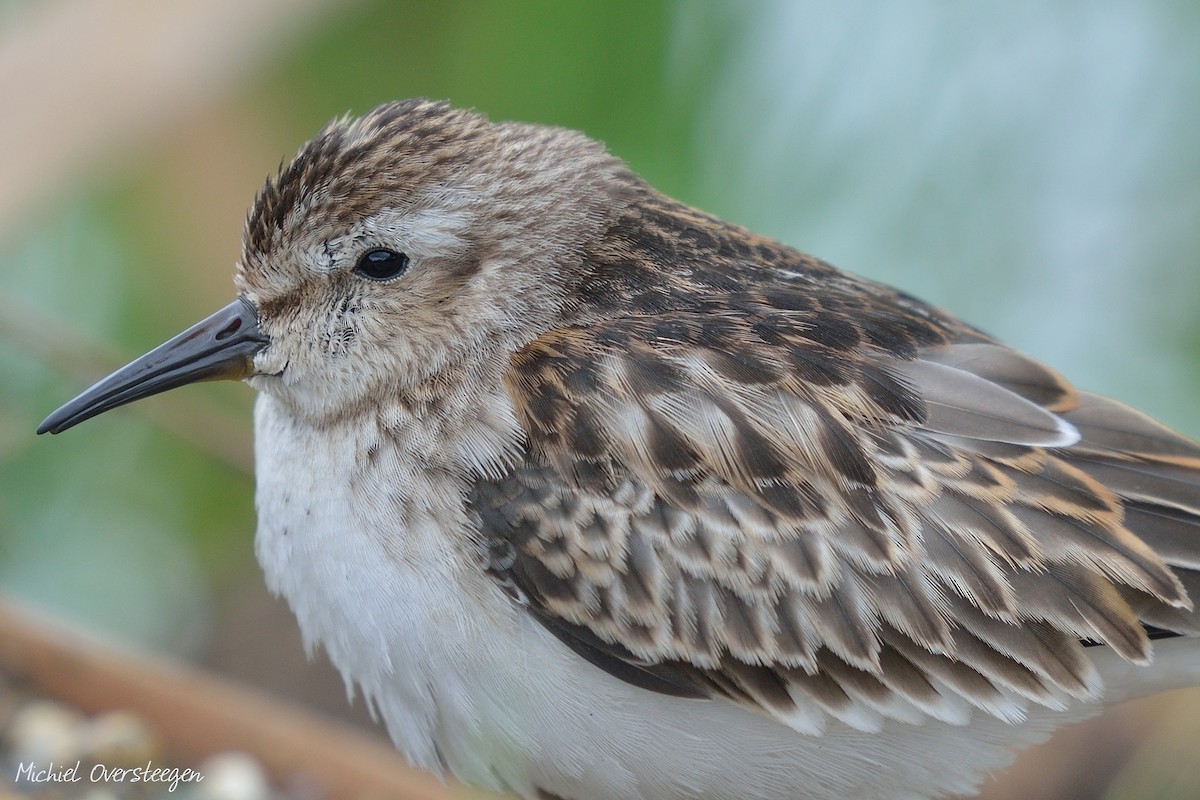 Least Sandpiper - ML36407311