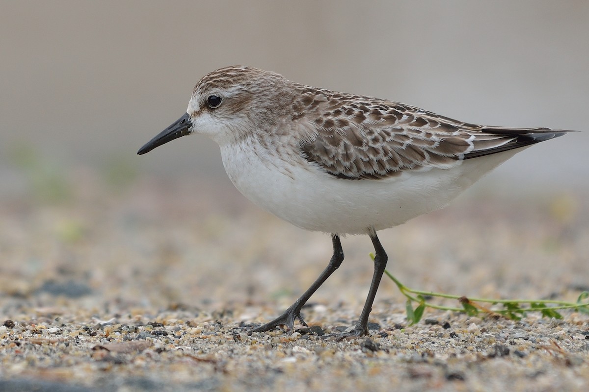 Semipalmated Sandpiper - ML36407371