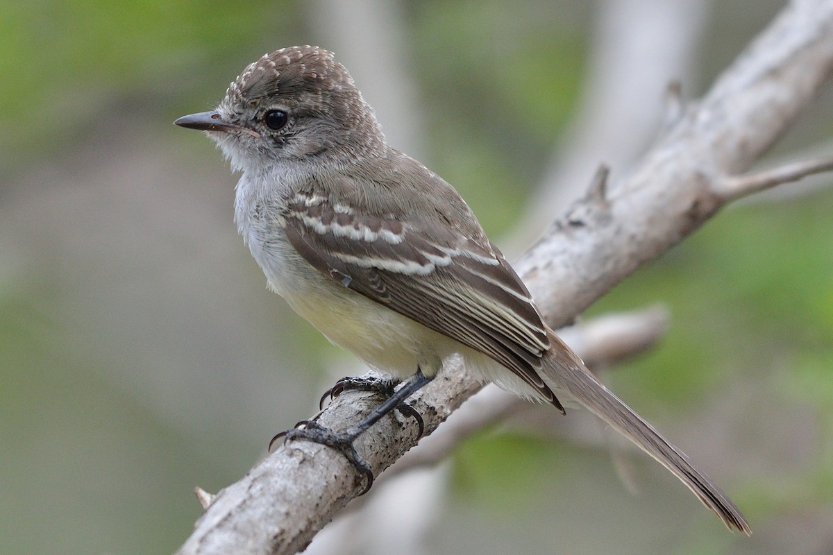 Northern Scrub-Flycatcher - ML36407401