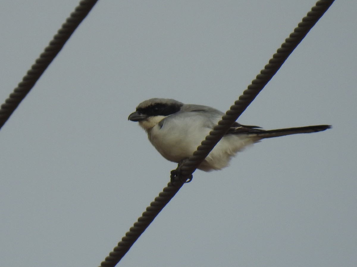 Great Gray Shrike - KARTHIKEYAN R