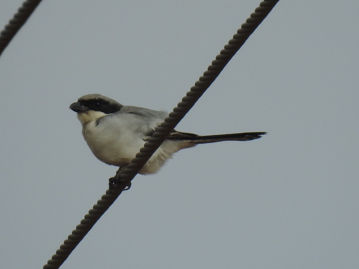 Great Gray Shrike - ML364074061