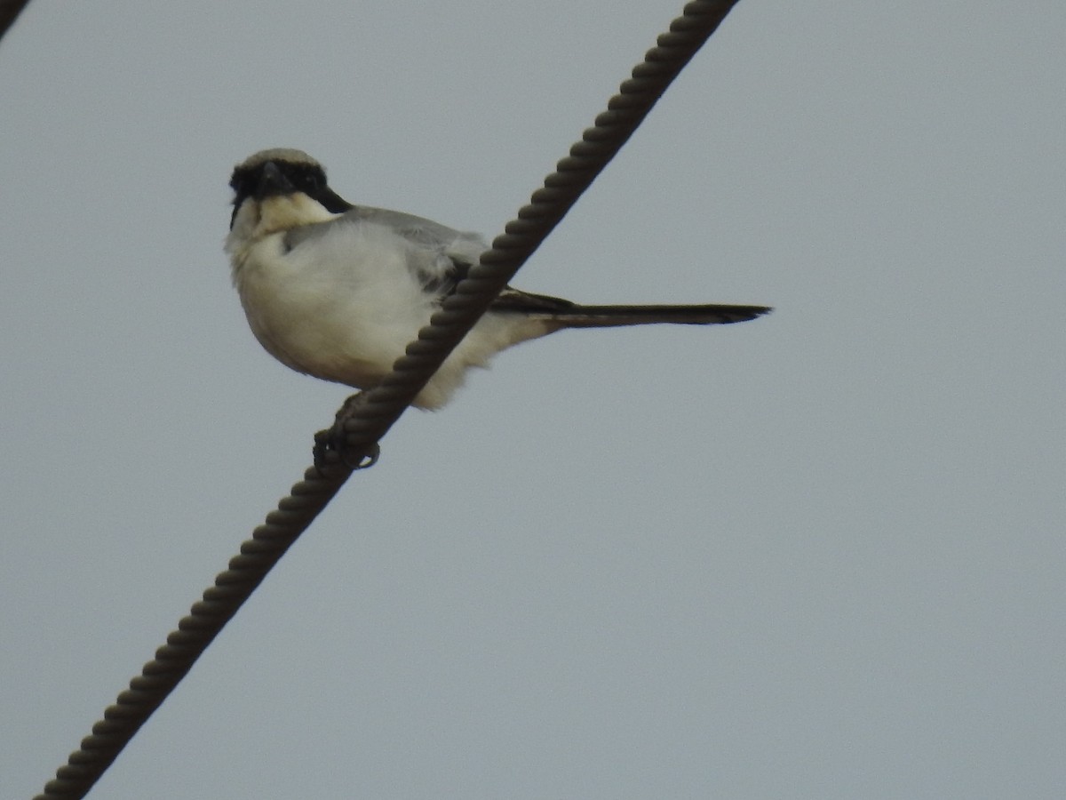 Great Gray Shrike - KARTHIKEYAN R