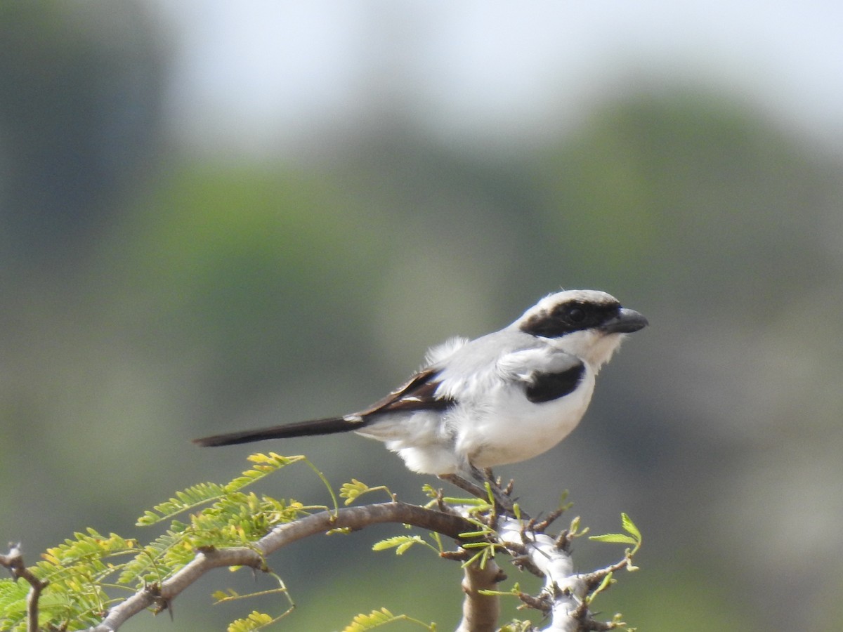 Great Gray Shrike - ML364074191