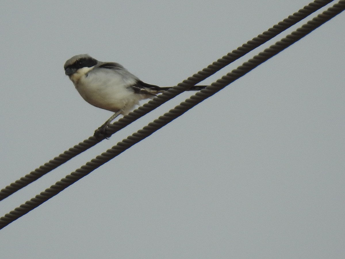 Great Gray Shrike - ML364074231