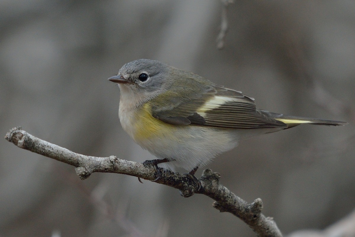 American Redstart - ML36407441