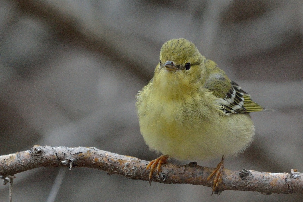 Blackpoll Warbler - ML36407471