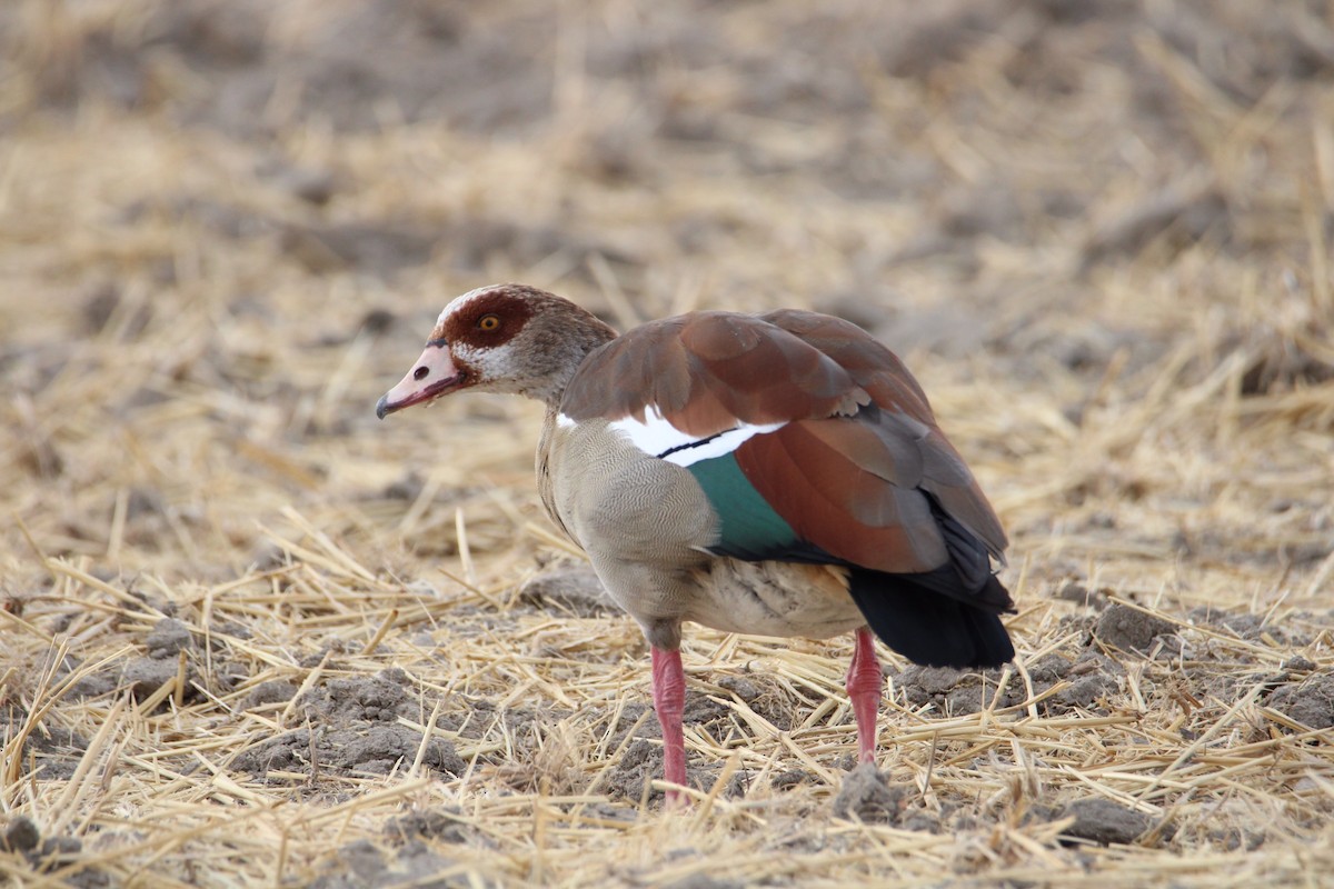 Egyptian Goose - ML364074841