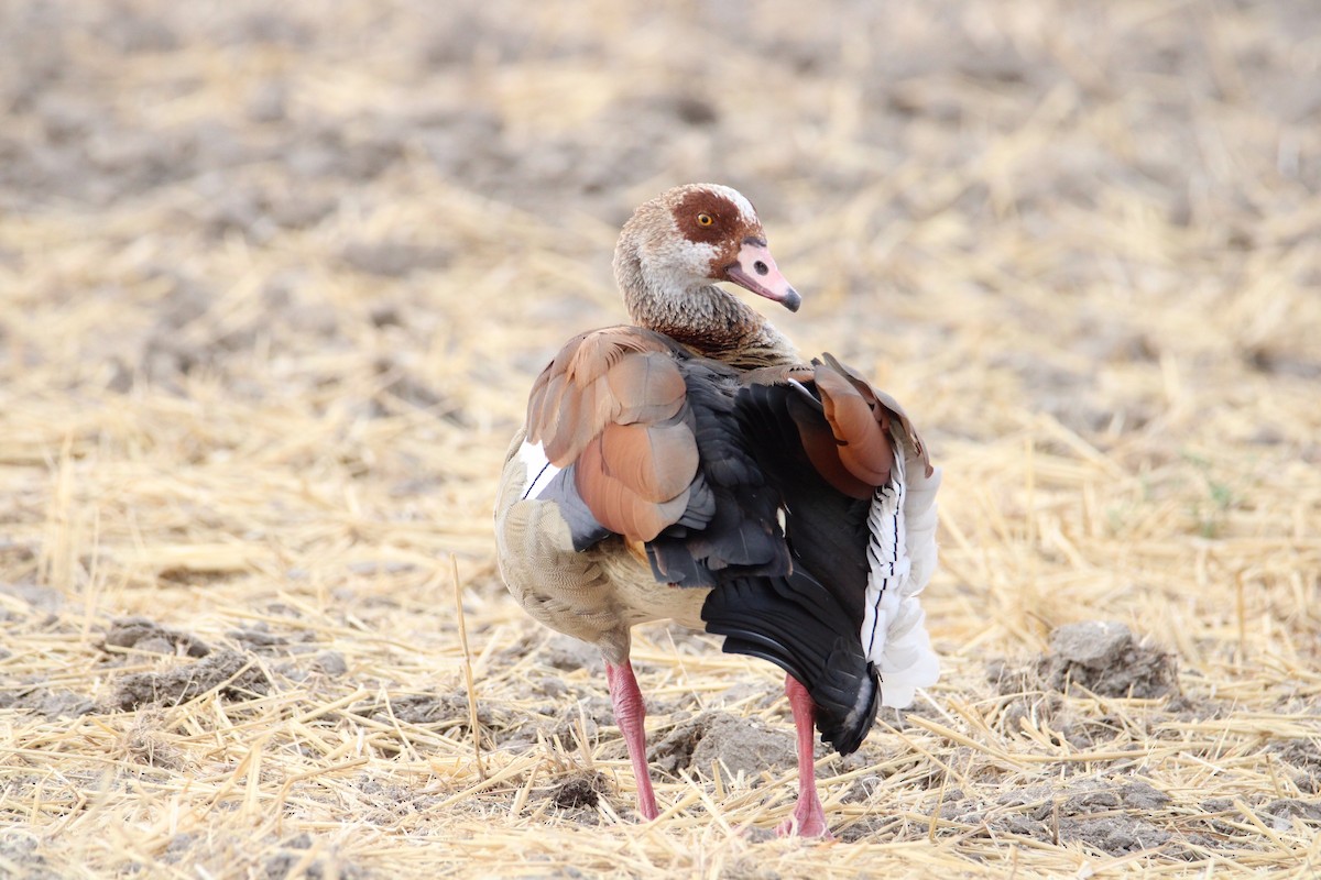 Egyptian Goose - ML364074851