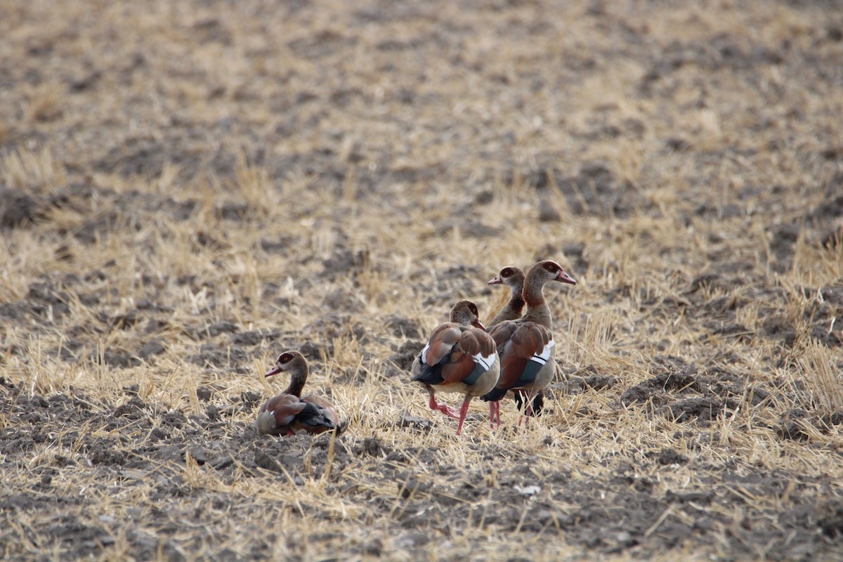 Egyptian Goose - ML364074871