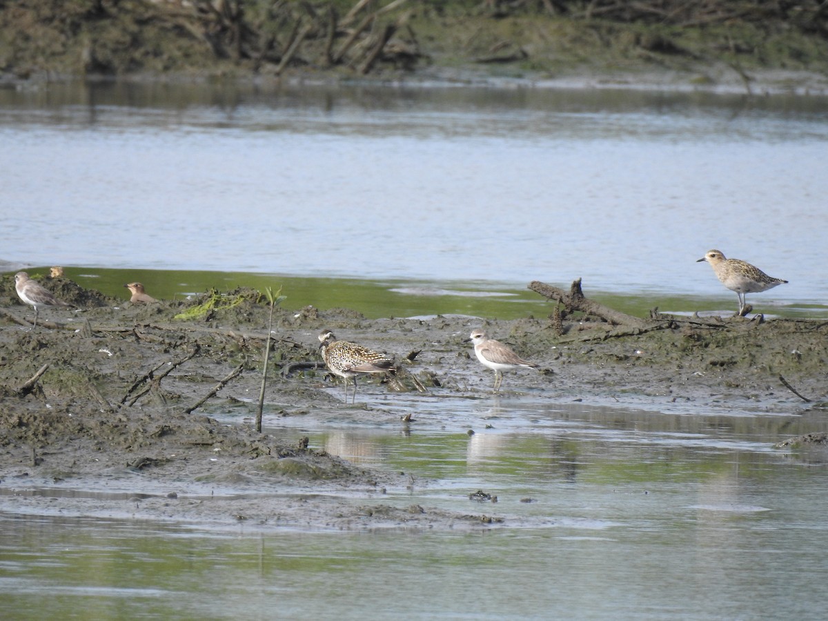 Greater Sand-Plover - ML364075441