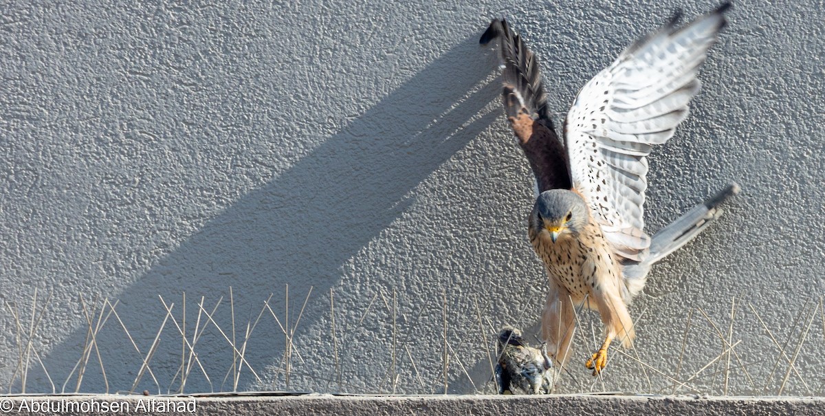 Eurasian Kestrel - ML364076081