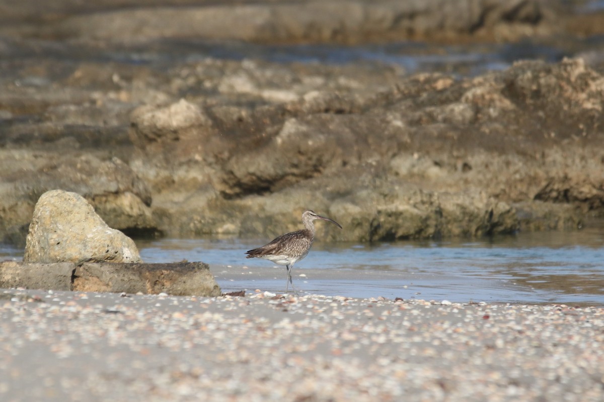 Eurasian Whimbrel - ML364076221