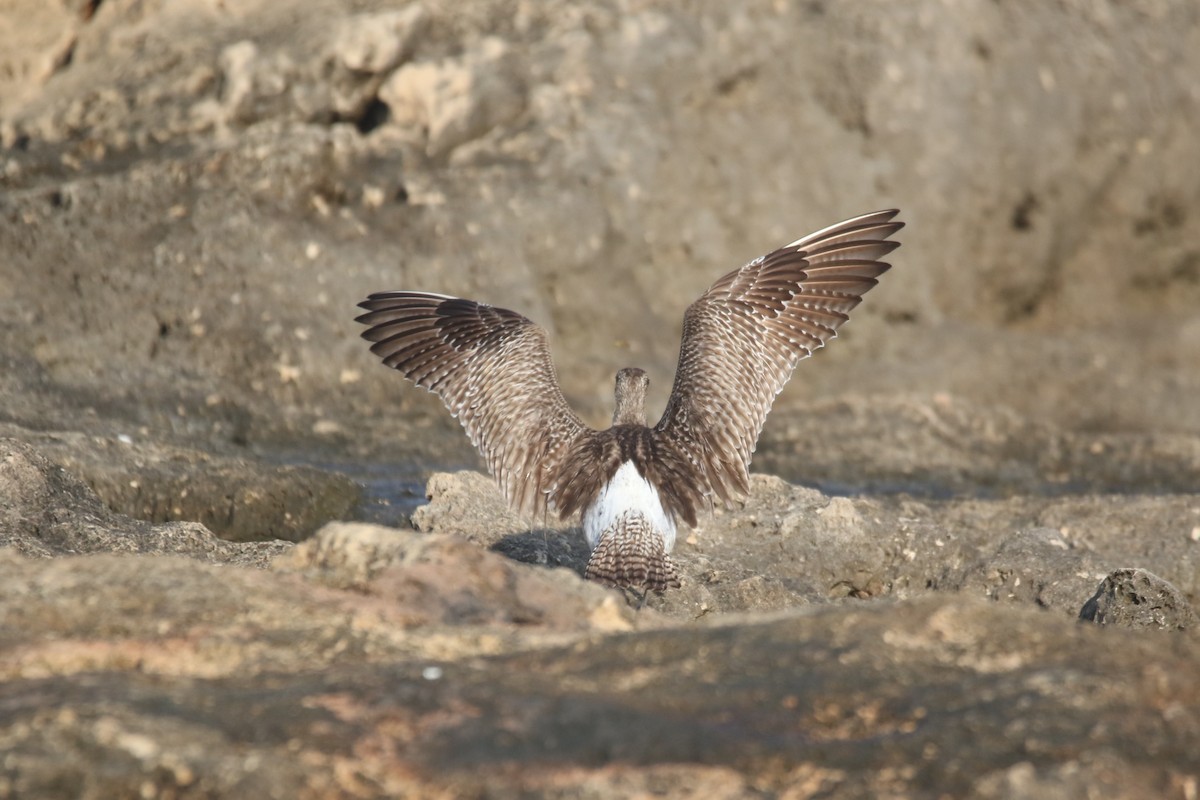 Eurasian Whimbrel - ML364076241
