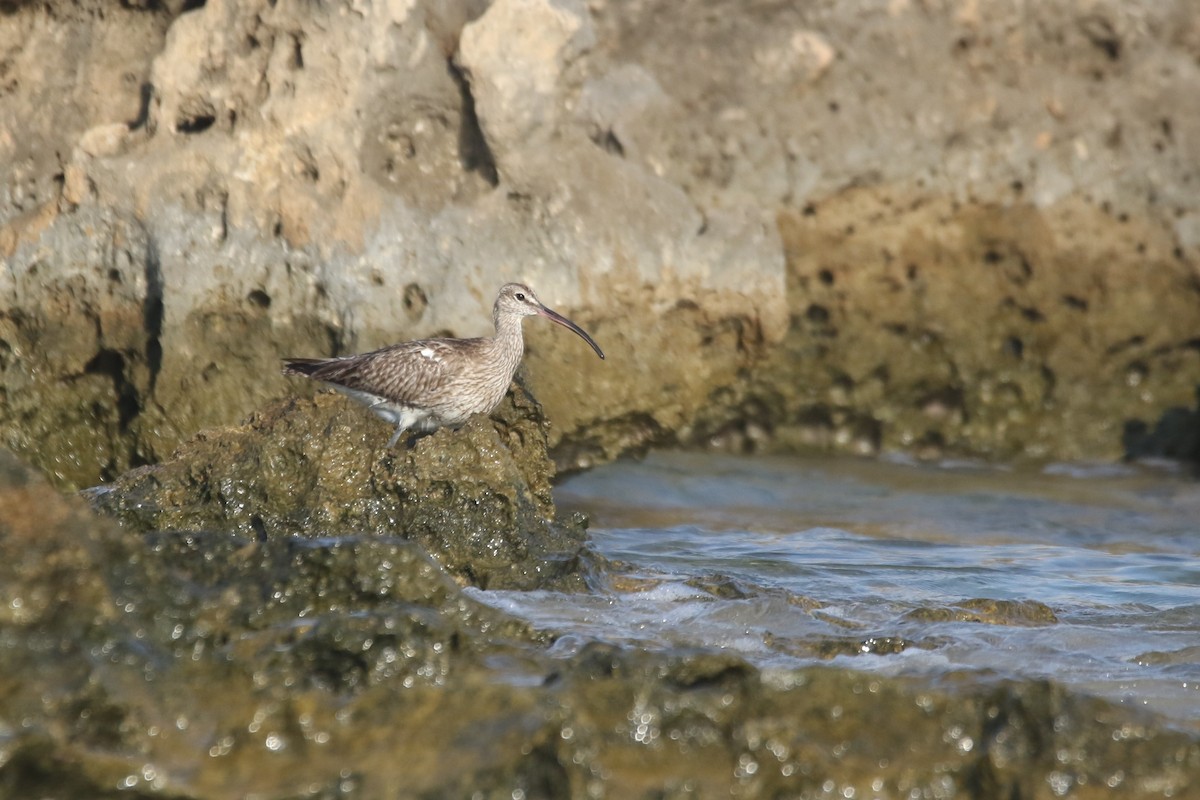 Eurasian Whimbrel - ML364076251