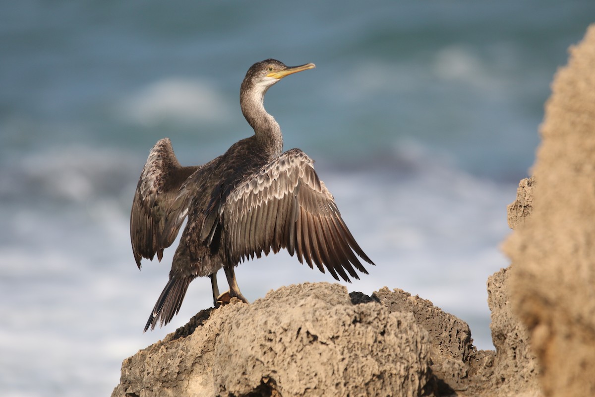 European Shag - ML364076411