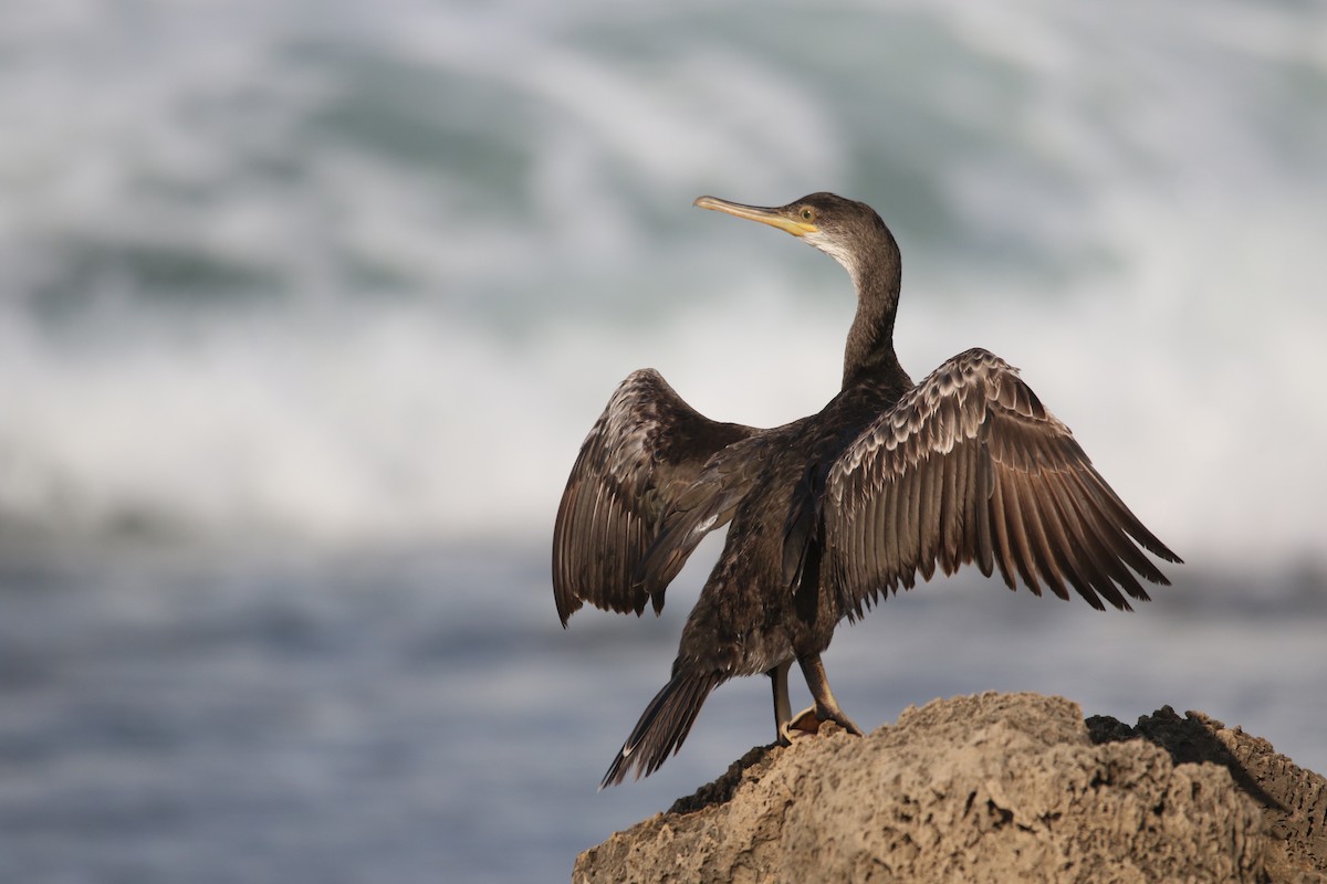 European Shag - ML364076421