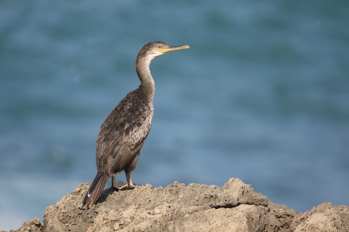 European Shag - ML364076451