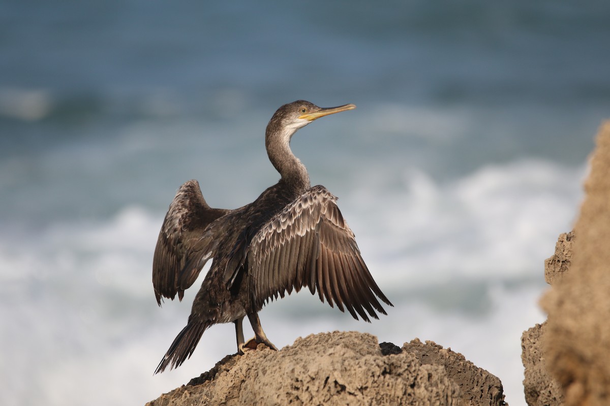 European Shag - ML364076461