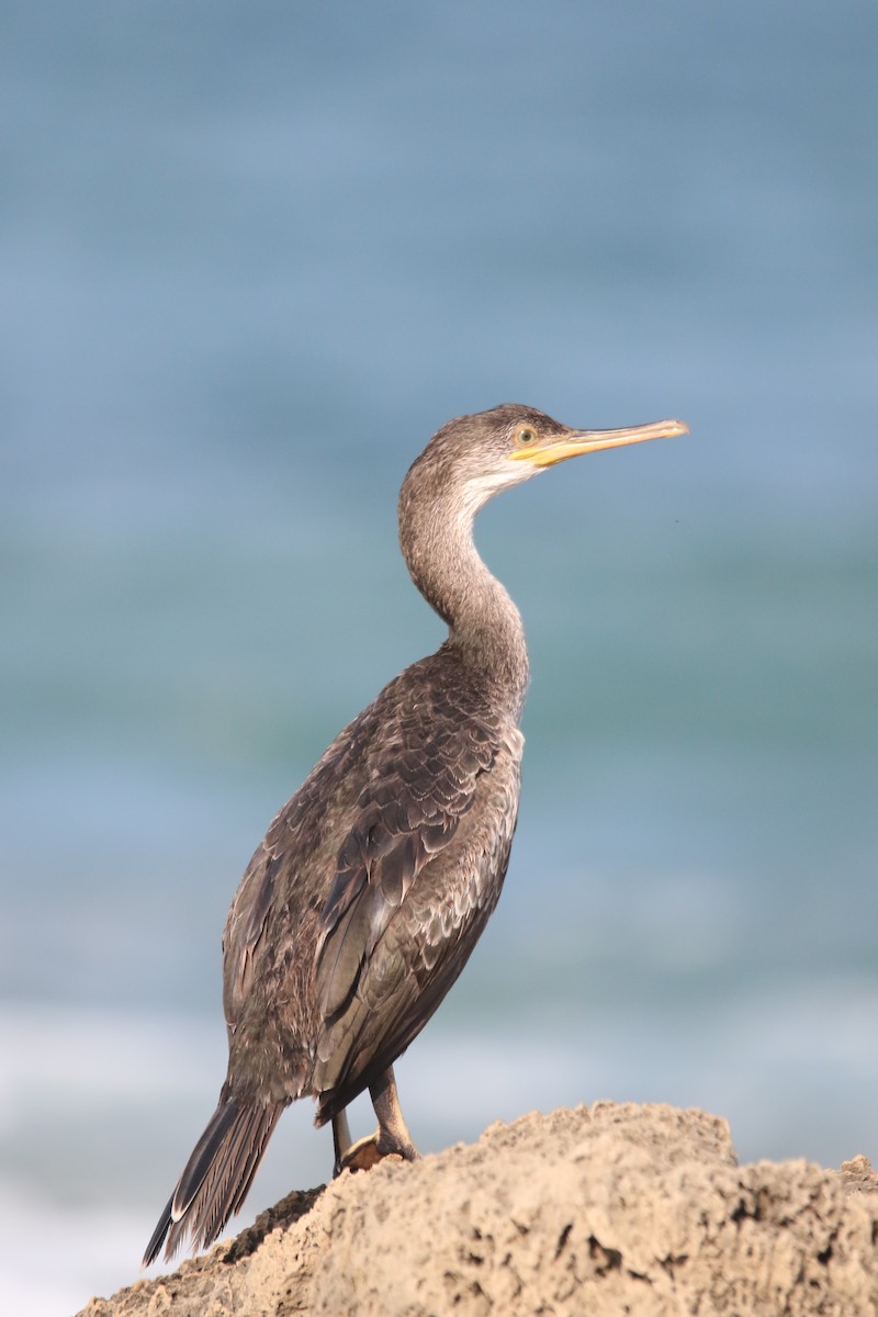 European Shag - ML364076481