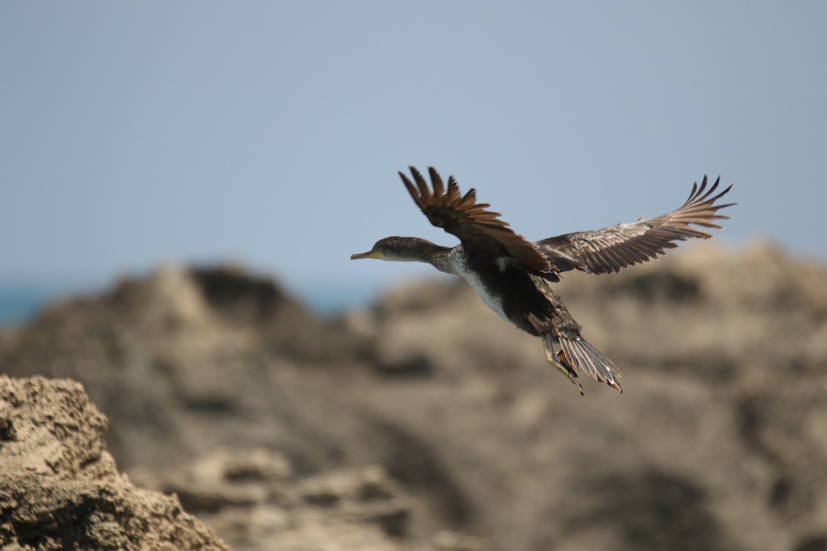 European Shag - ML364076511