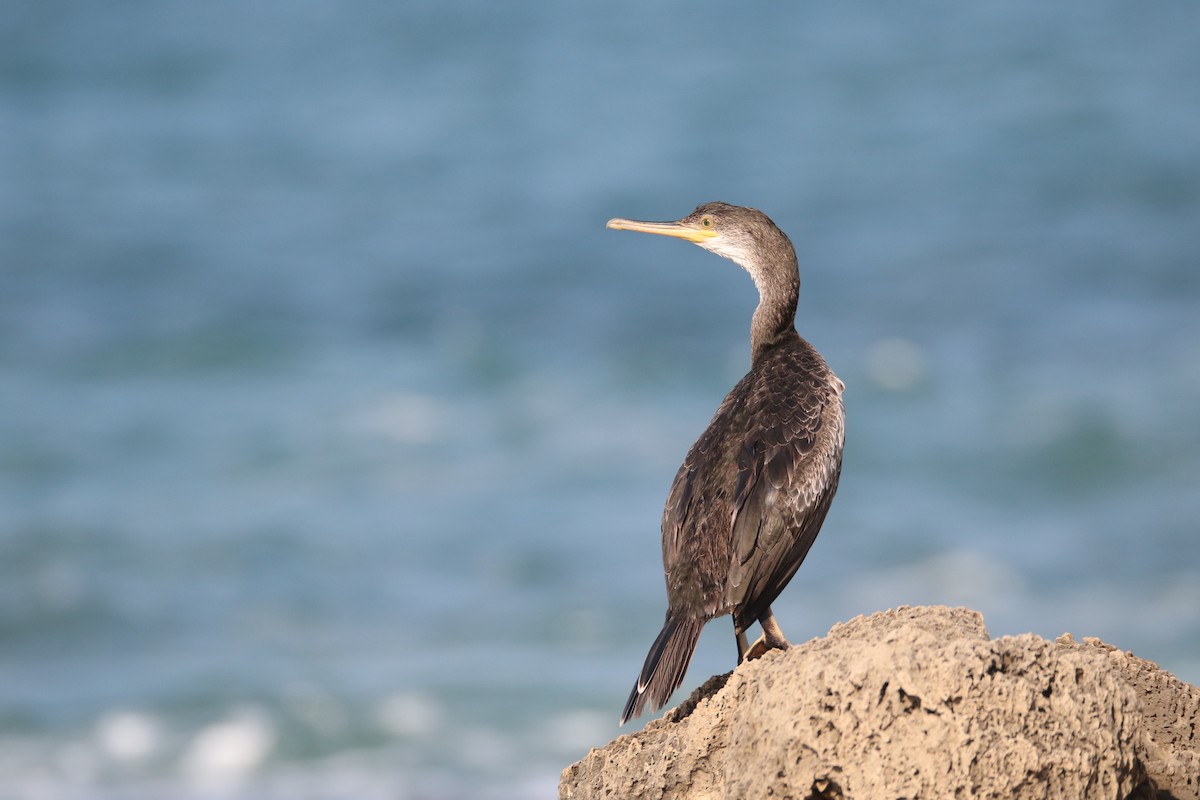 European Shag - ML364076531