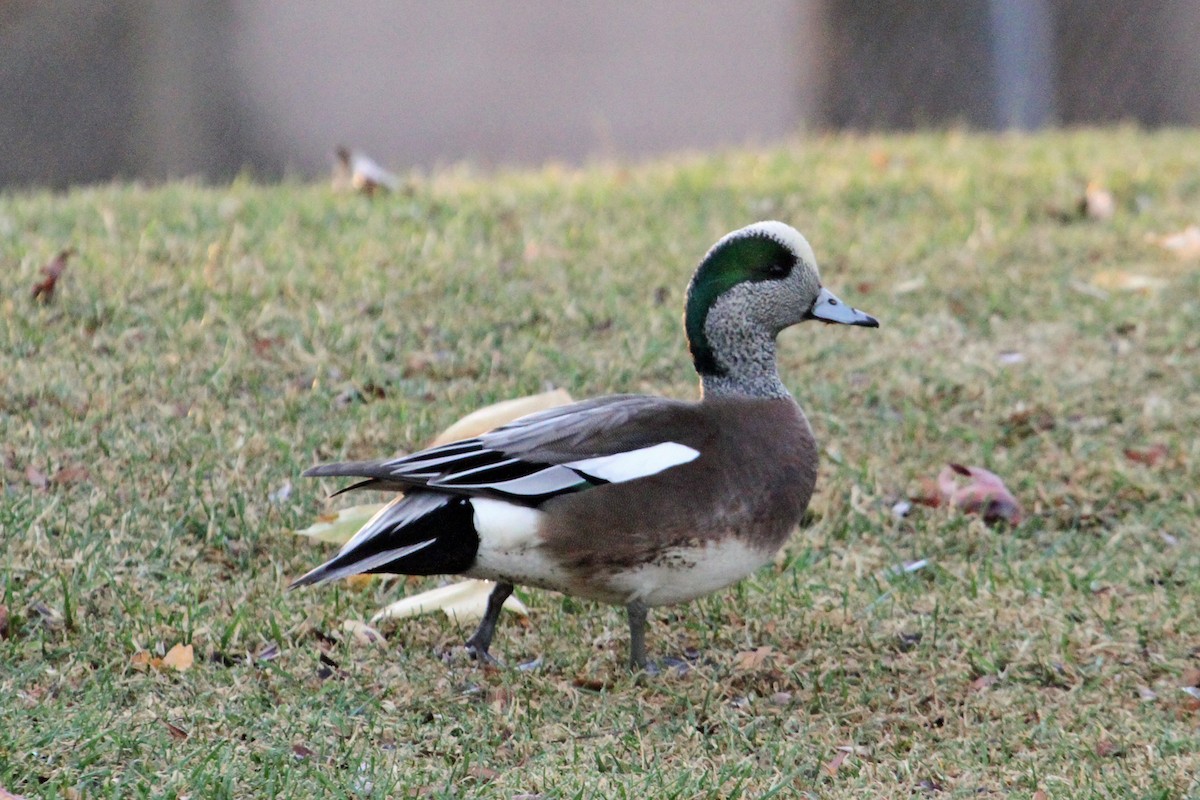 American Wigeon - ML36407721