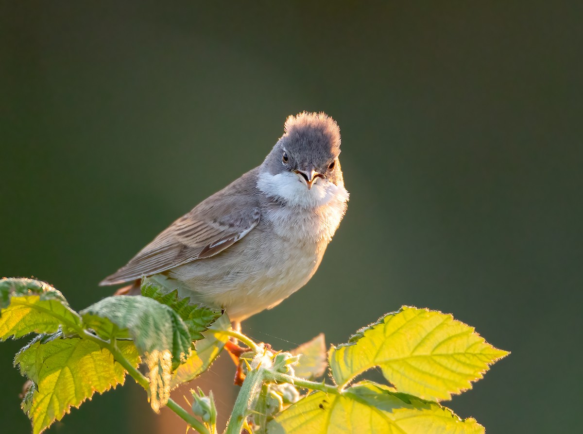 Greater Whitethroat - ML364077821