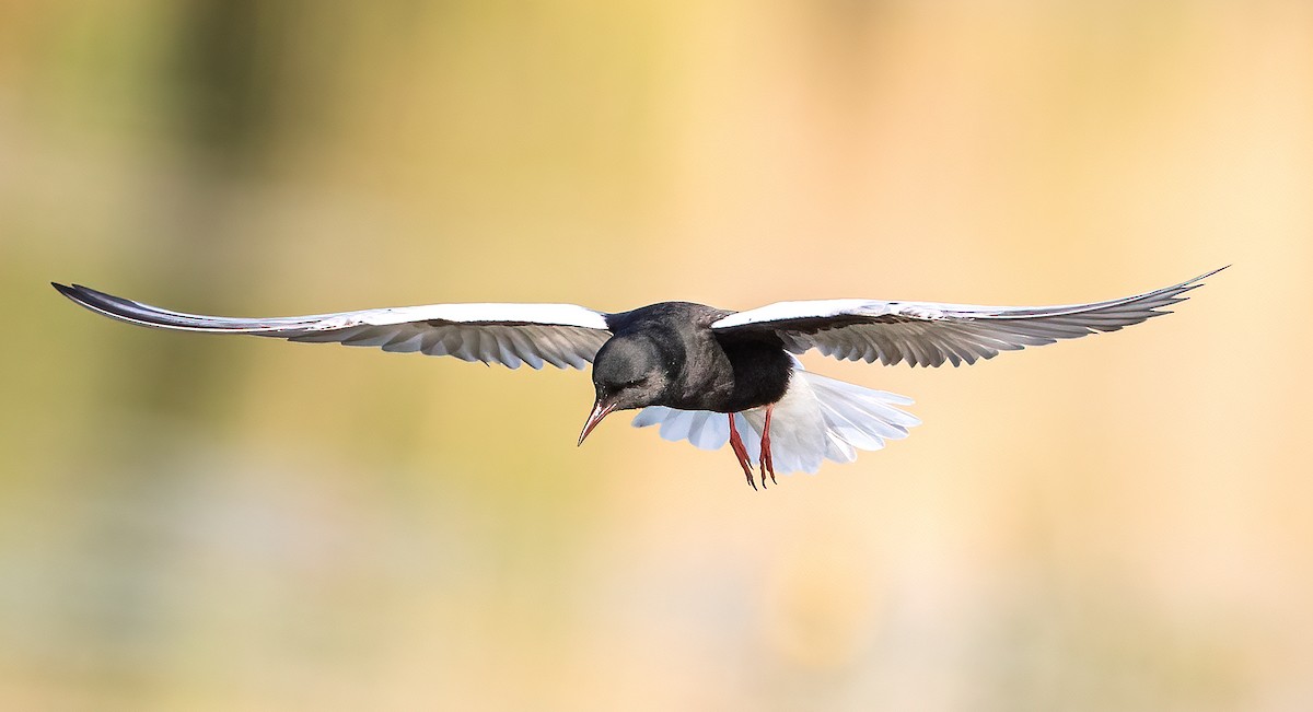 White-winged Tern - ML364077971