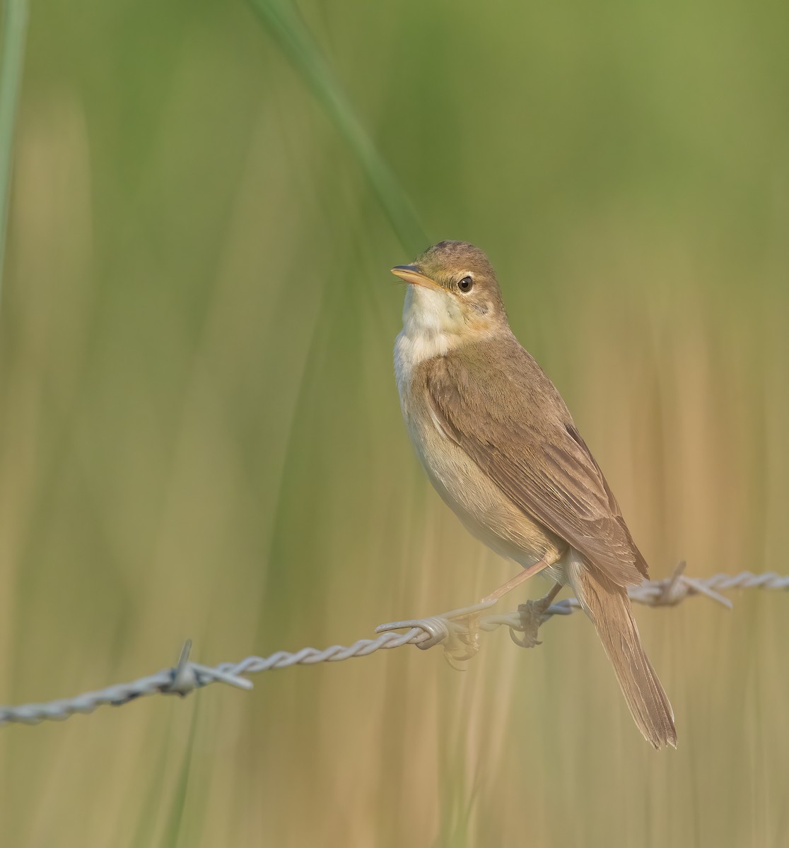 Common Reed Warbler - ML364078091
