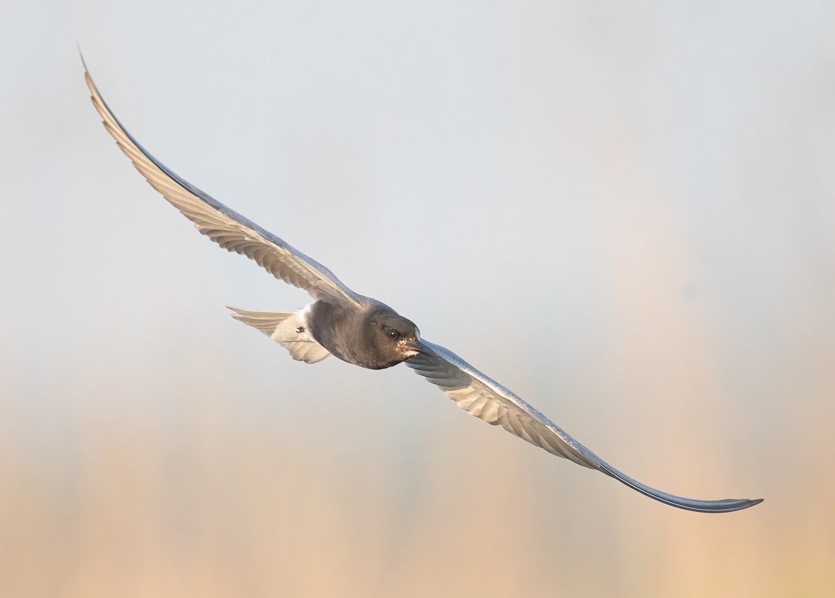 Black Tern - ML364078261