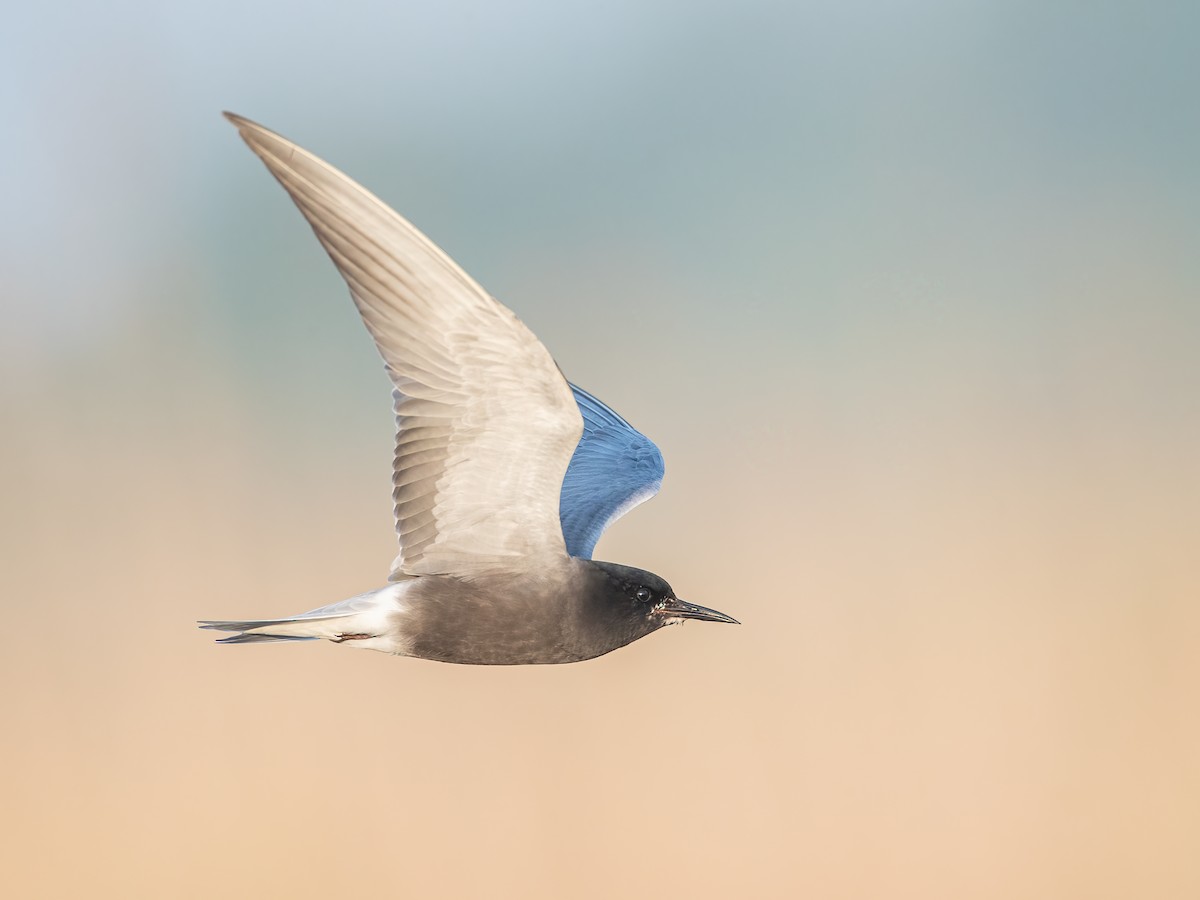 Black Tern - Pascal De Munck