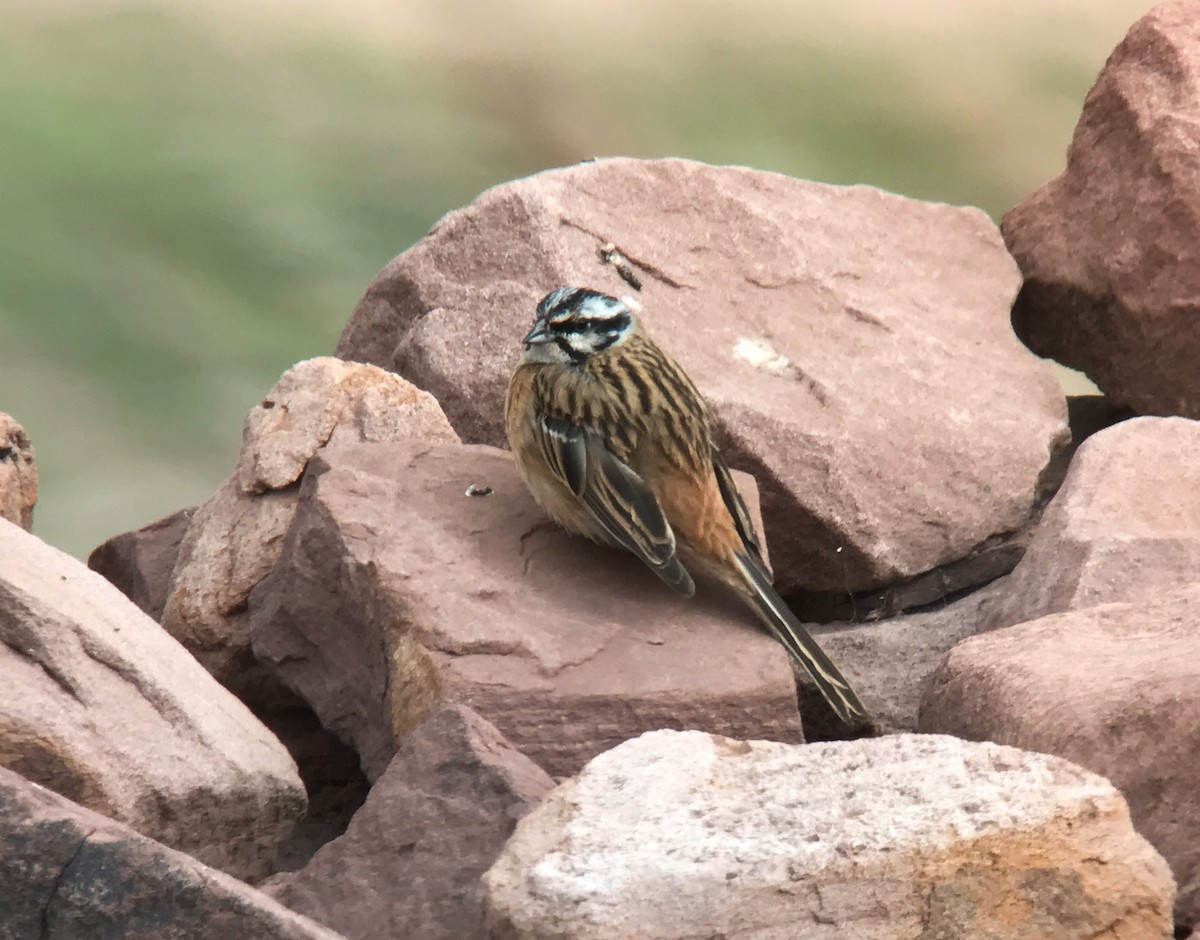 Rock Bunting - Stephen Menzie